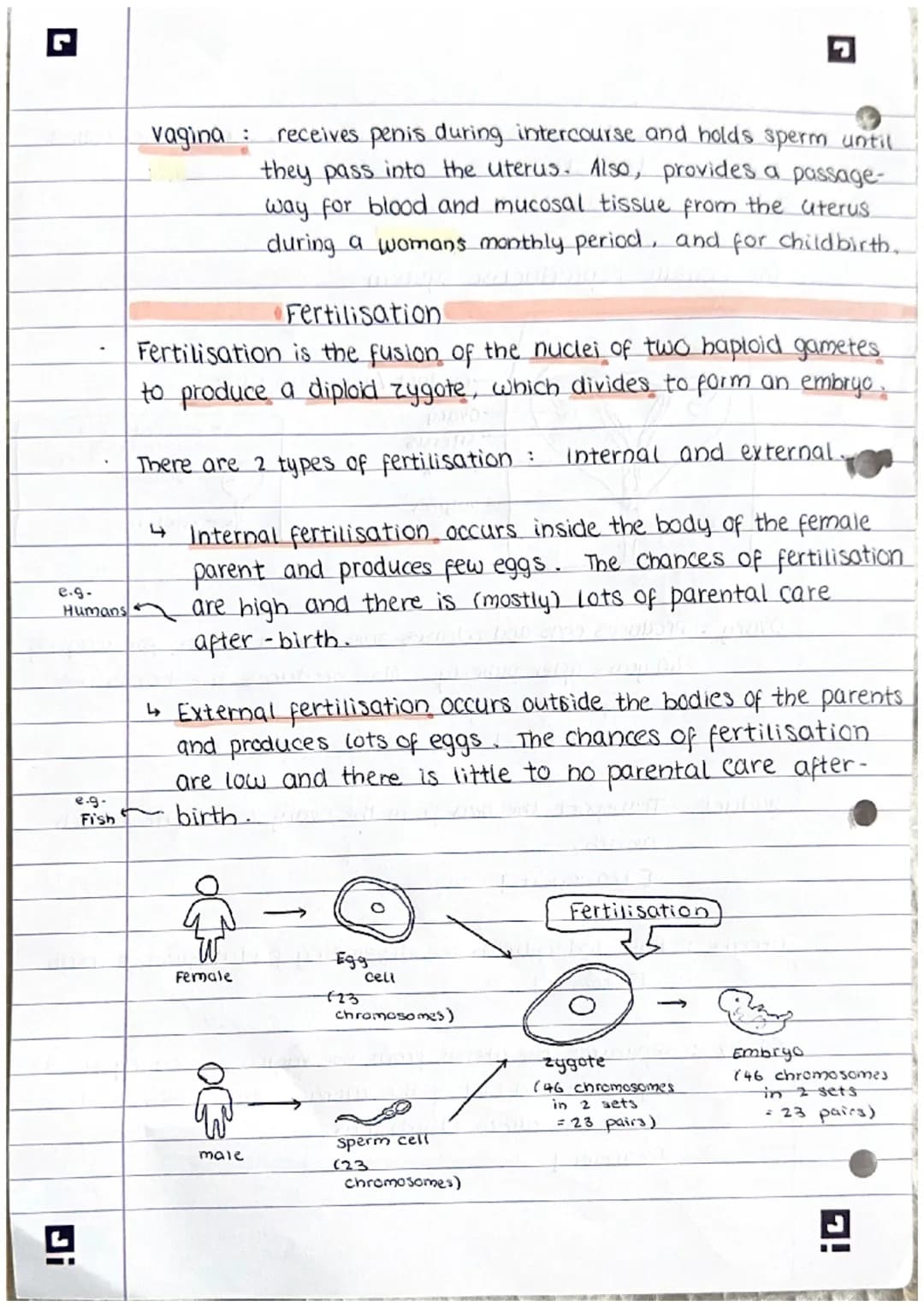 Ji
Reproduction
note:
There are 2 types of reproduction: sexual (requires 2 parents)
A sexual (only requires I parent)}
sexual reproduction
