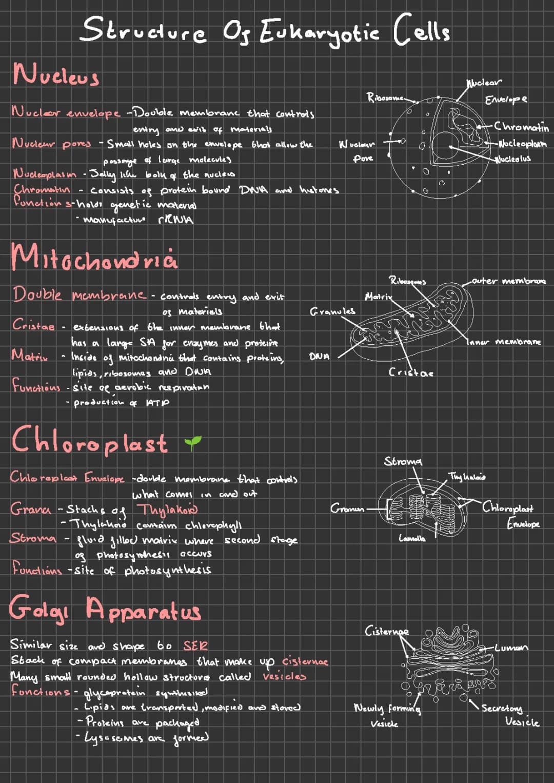 Understanding the Structure and Function of Eukaryotic Cells