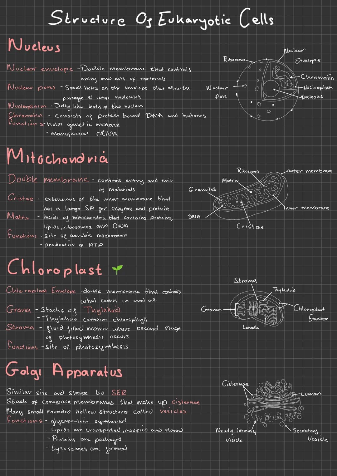 
<h2 id="nucleus">Nucleus</h2>
<p>The nucleus of eukaryotic cells consists of the following parts:</p>
<h3 id="nuclearenvelope">Nuclear Enve