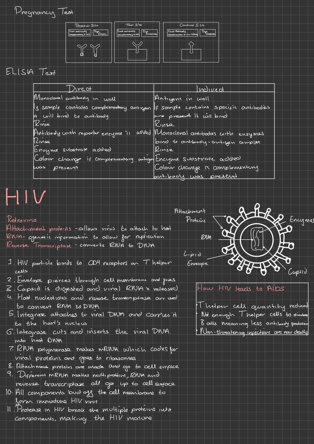 
<h2 id="nucleus">Nucleus</h2>
<p>The nucleus of eukaryotic cells consists of the following parts:</p>
<h3 id="nuclearenvelope">Nuclear Enve