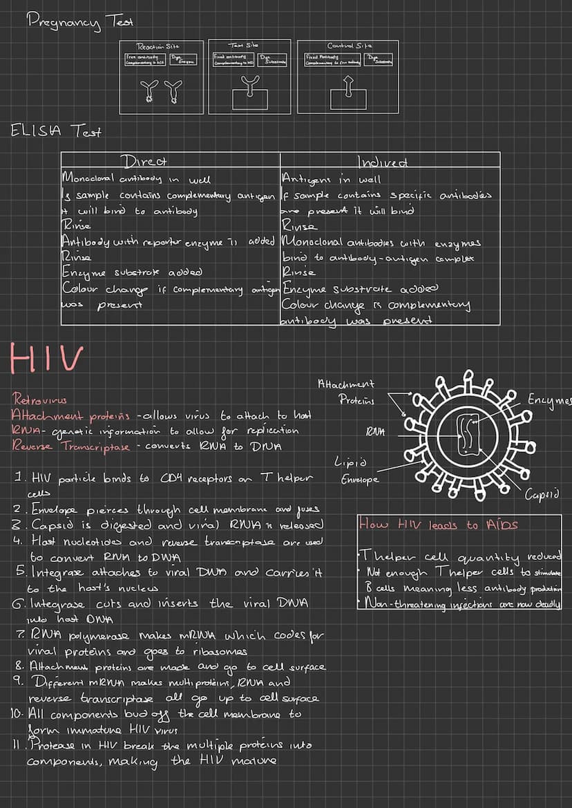 
<h2 id="nucleus">Nucleus</h2>
<p>The nucleus of eukaryotic cells consists of the following parts:</p>
<h3 id="nuclearenvelope">Nuclear Enve