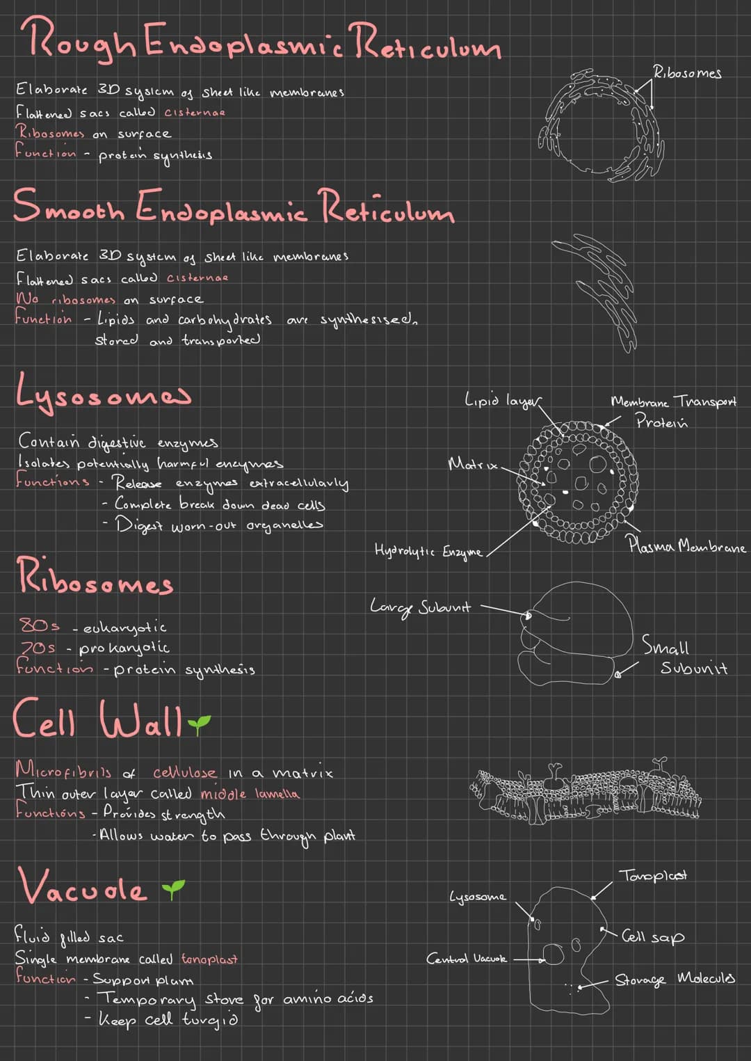 
<h2 id="nucleus">Nucleus</h2>
<p>The nucleus of eukaryotic cells consists of the following parts:</p>
<h3 id="nuclearenvelope">Nuclear Enve