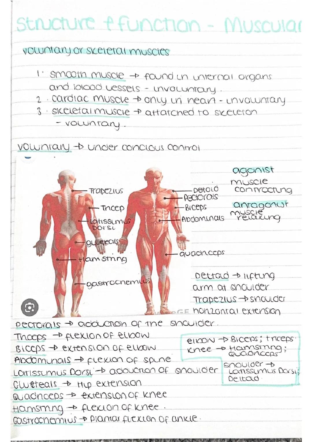 APPLIED ANATOMY AND PHYSIOLOGY- muscular system 