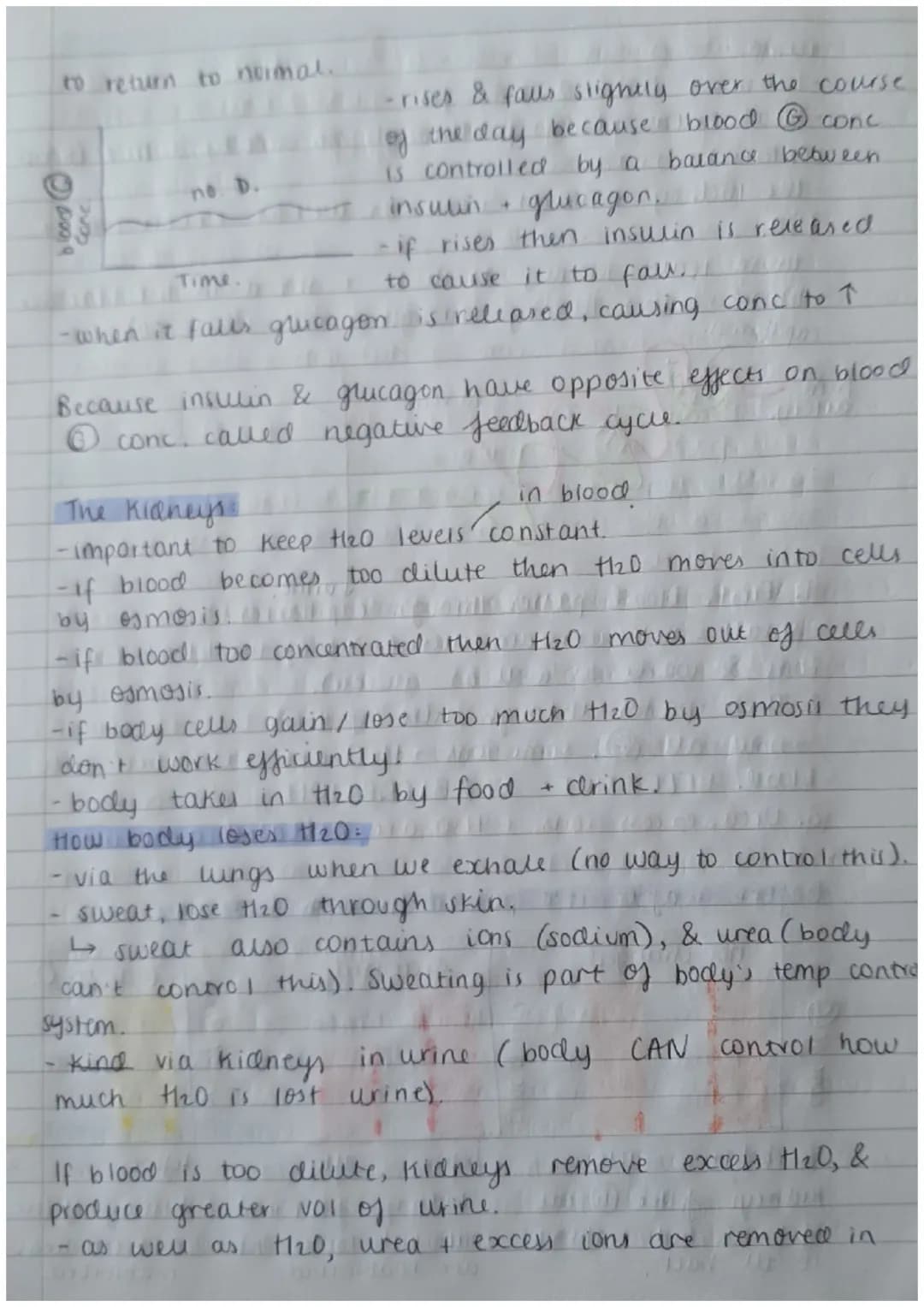 Biology Paper 2:
Thermoregulation
-homeostasis keeps all body's internal conditions constant.
- normal human body temp is 37°C.
·body temp i