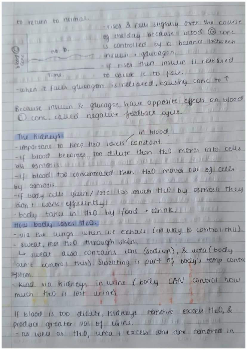 Biology Paper 2:
Thermoregulation
-homeostasis keeps all body's internal conditions constant.
- normal human body temp is 37°C.
·body temp i