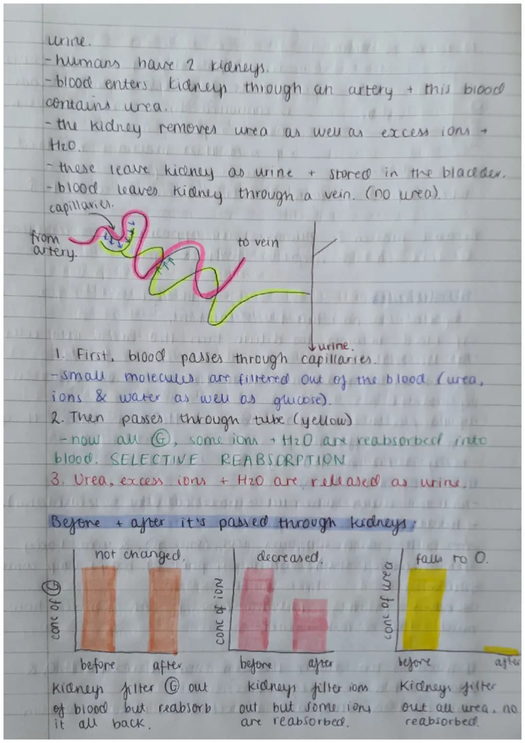 Biology Paper 2:
Thermoregulation
-homeostasis keeps all body's internal conditions constant.
- normal human body temp is 37°C.
·body temp i