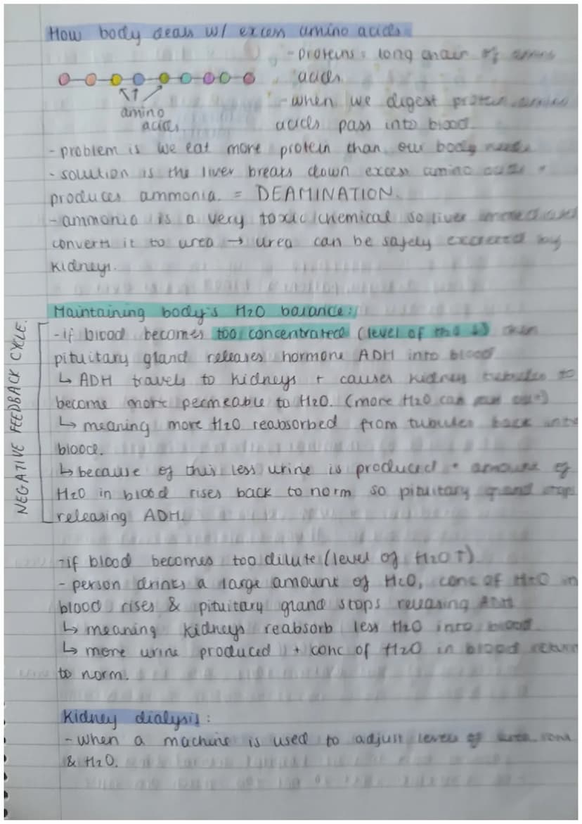 Biology Paper 2:
Thermoregulation
-homeostasis keeps all body's internal conditions constant.
- normal human body temp is 37°C.
·body temp i