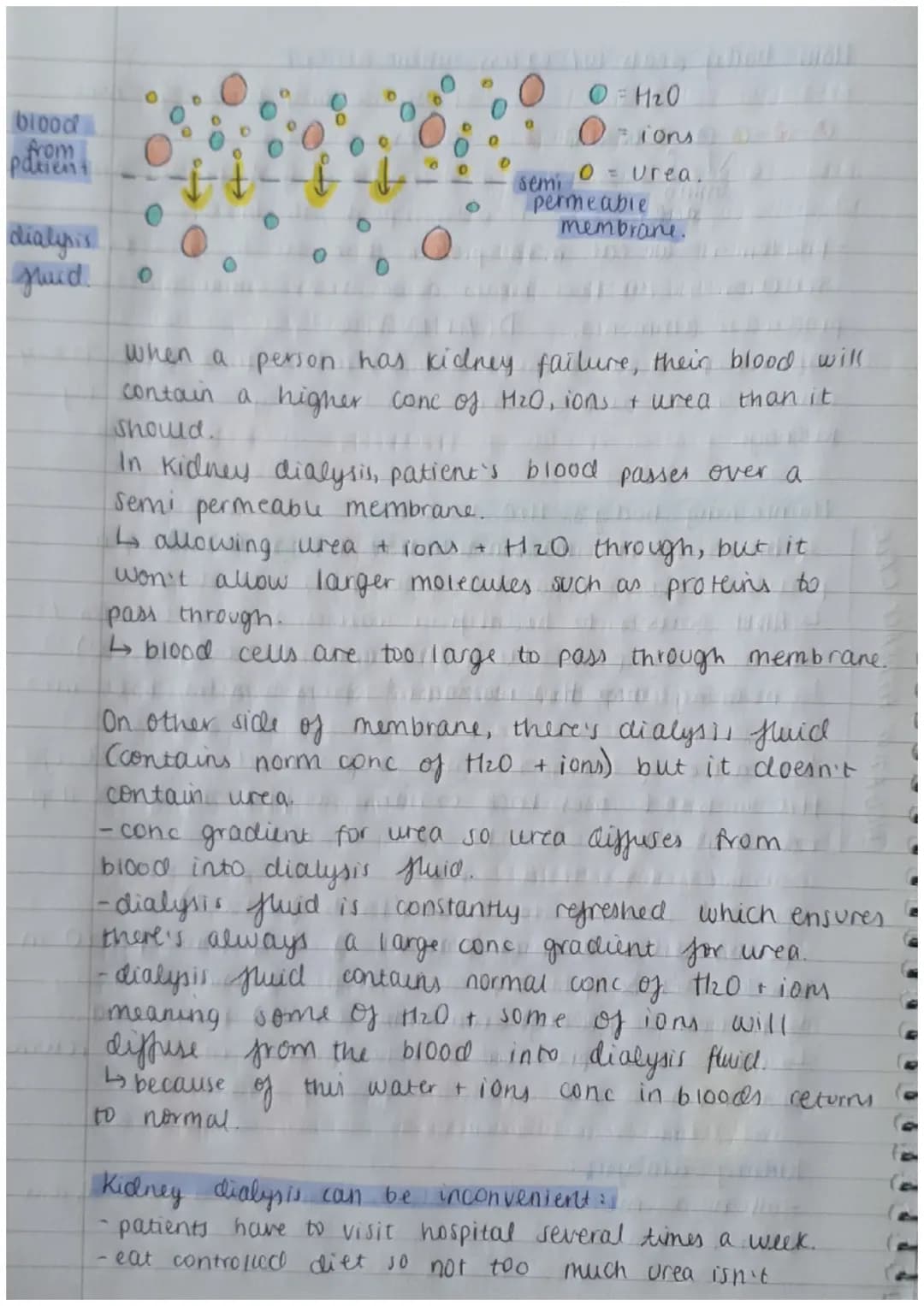Biology Paper 2:
Thermoregulation
-homeostasis keeps all body's internal conditions constant.
- normal human body temp is 37°C.
·body temp i
