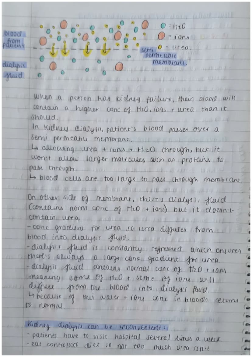 Biology Paper 2:
Thermoregulation
-homeostasis keeps all body's internal conditions constant.
- normal human body temp is 37°C.
·body temp i