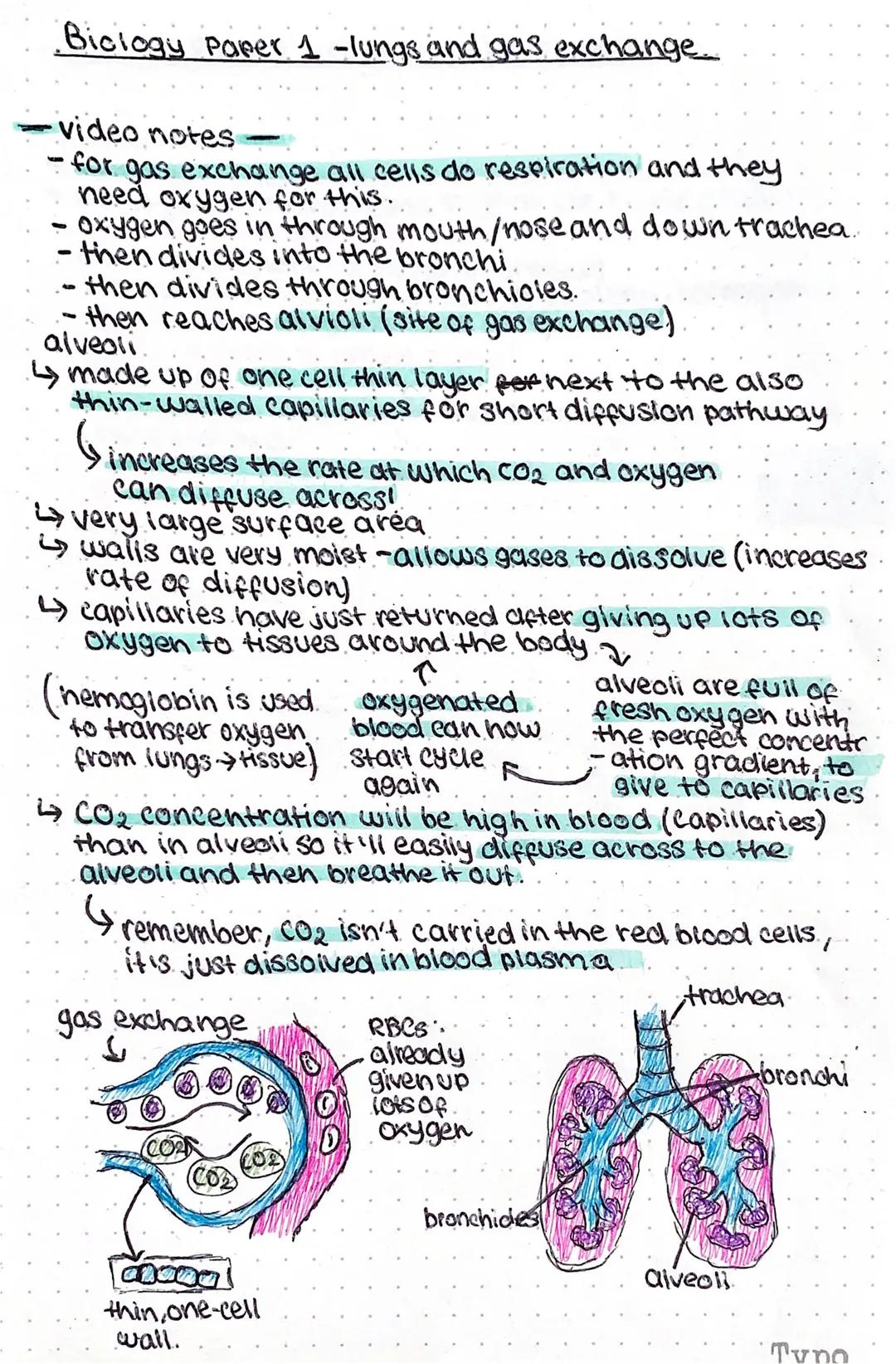 Biology- lungs and gas exchange