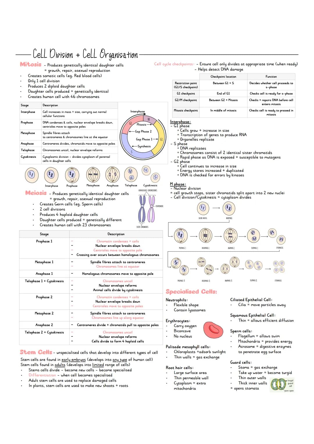 -Cell Division + Cell Organisation-
Mitosis - Produces genetically identical daughter cells
= growth, repair, asexual reproduction
Creates s