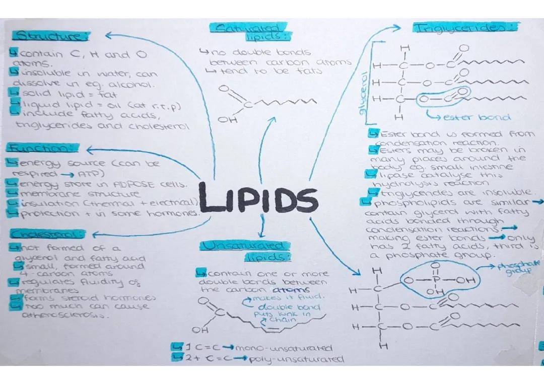 Lipids