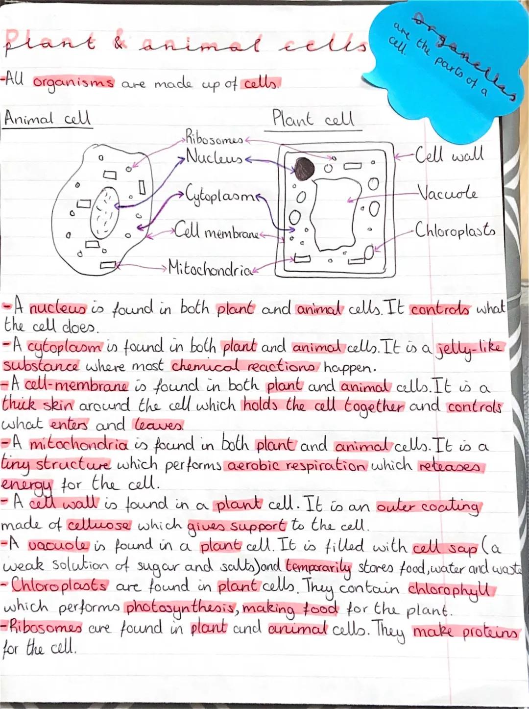 plant and animal cells 