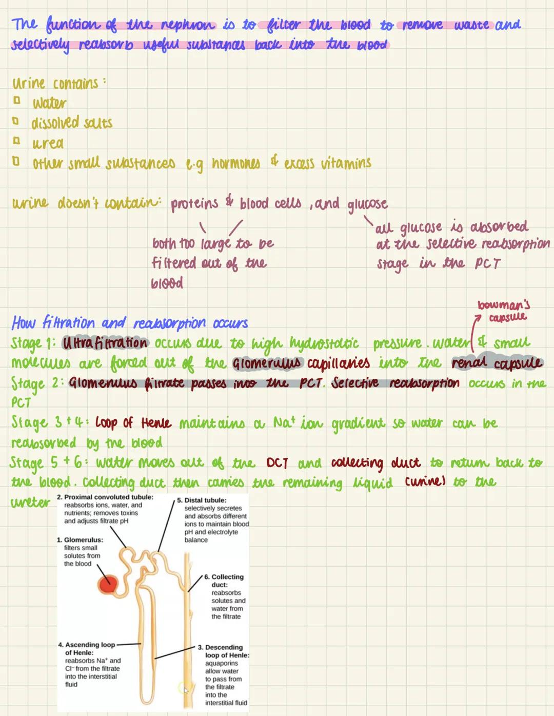 Function of nephron, Ultrafiltration in Bowman’s capsule 