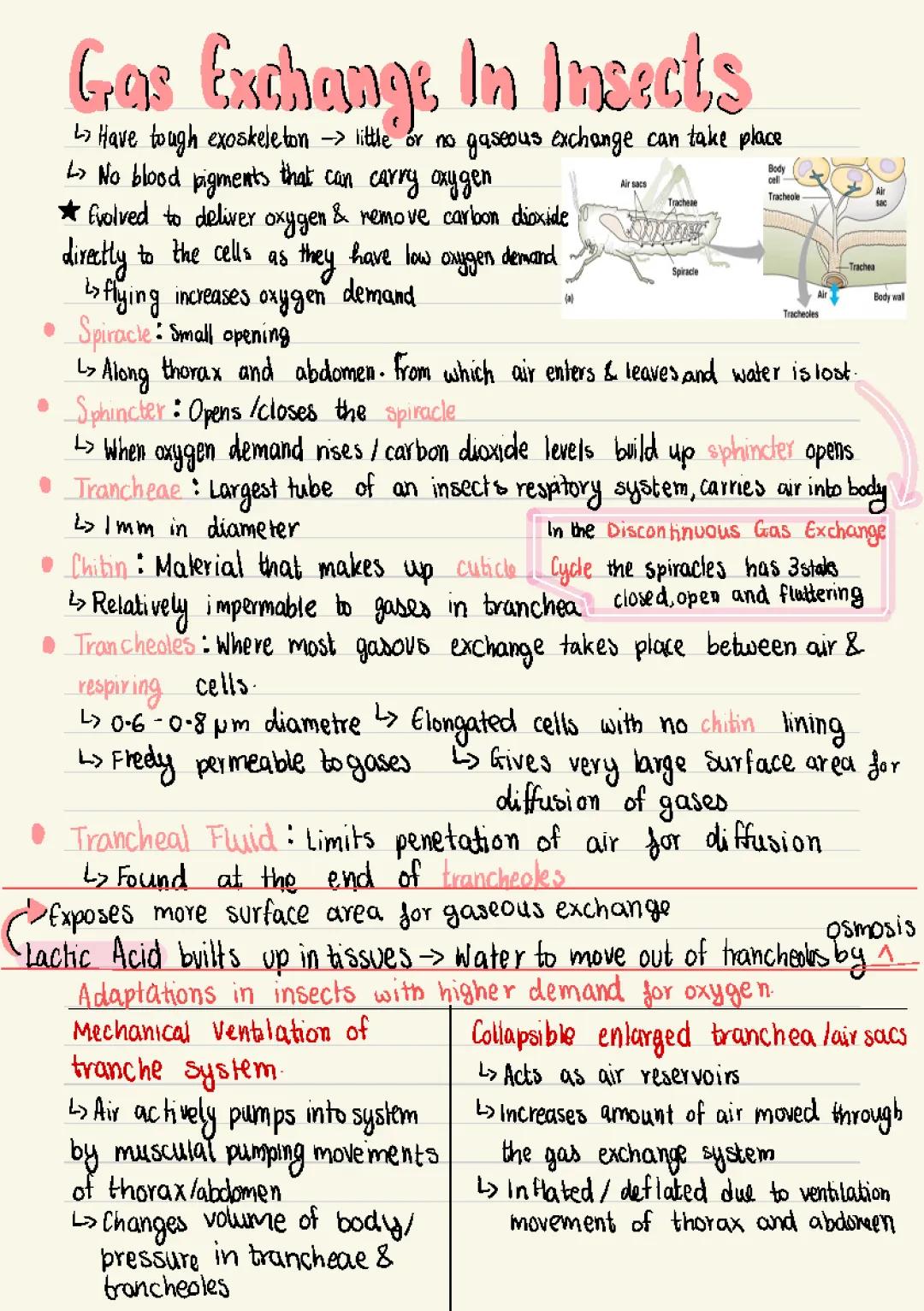 Fun with Insect Breathing: Gas Exchange Made Simple!