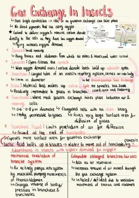 Know gas exchange in an insect thumbnail