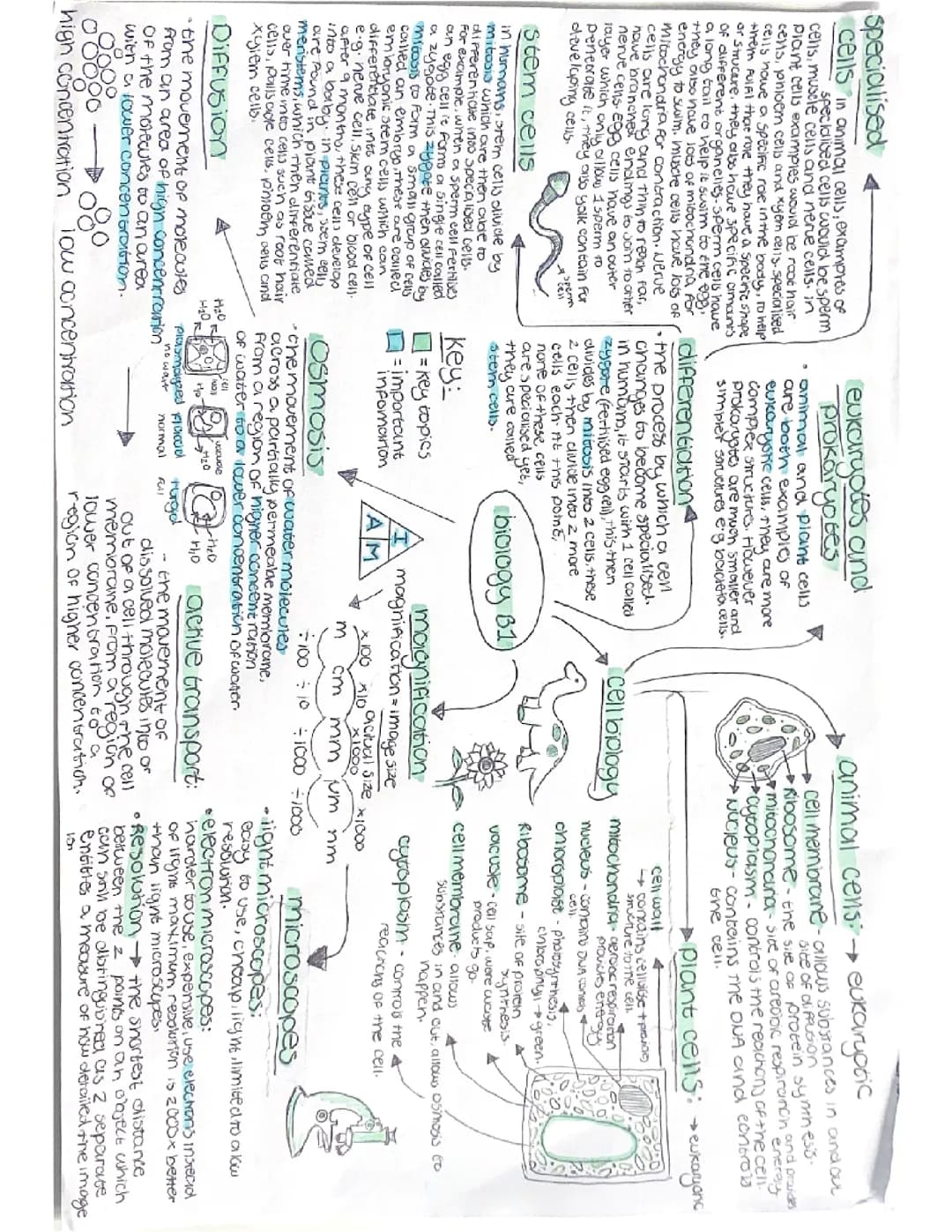 B1 biology mindmap revision notes
