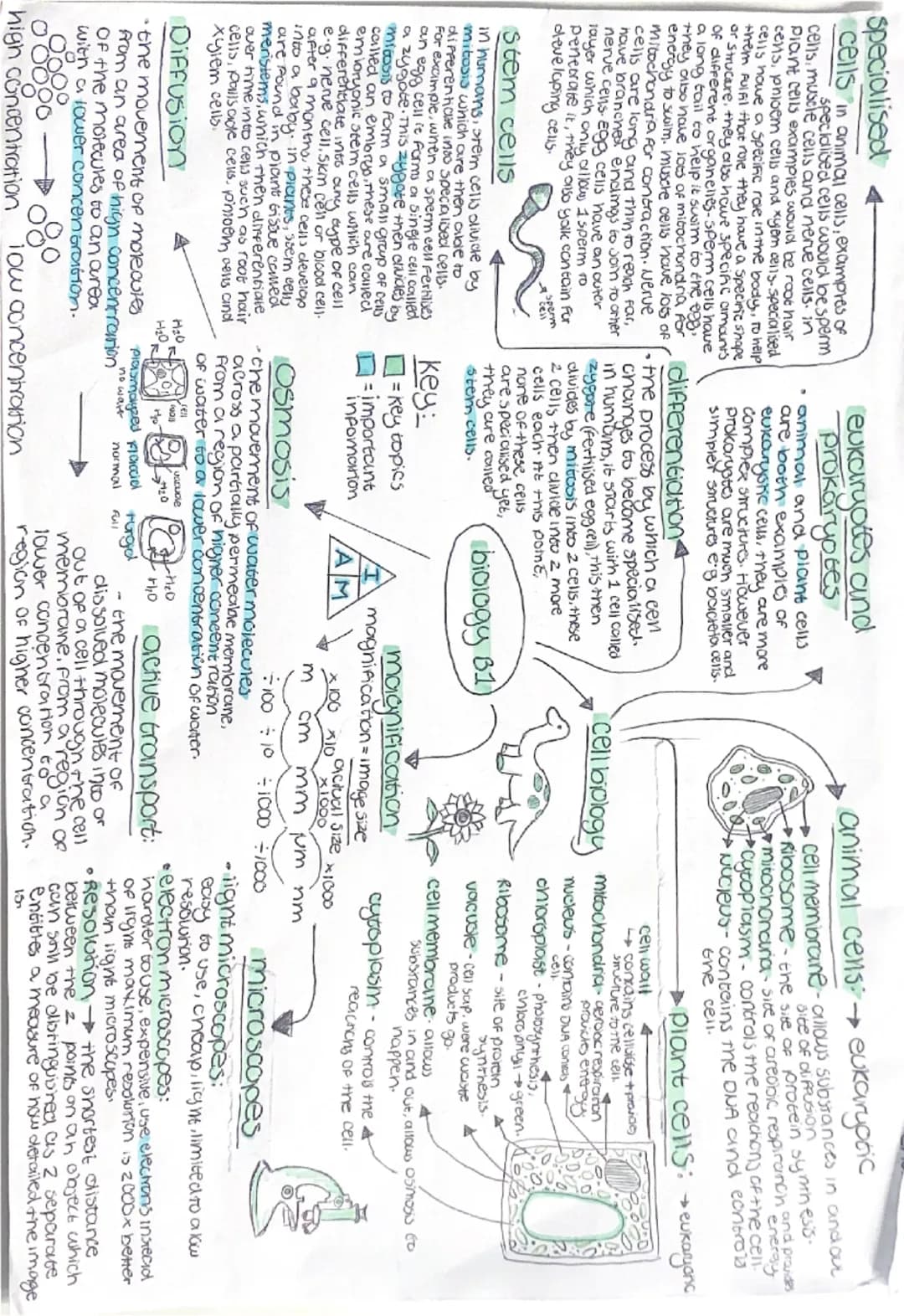 specialised
cells in animal cells, examples of
specialised cells would be sperm
cens, muscle cells and nerve cells. in
Plant cells examples 