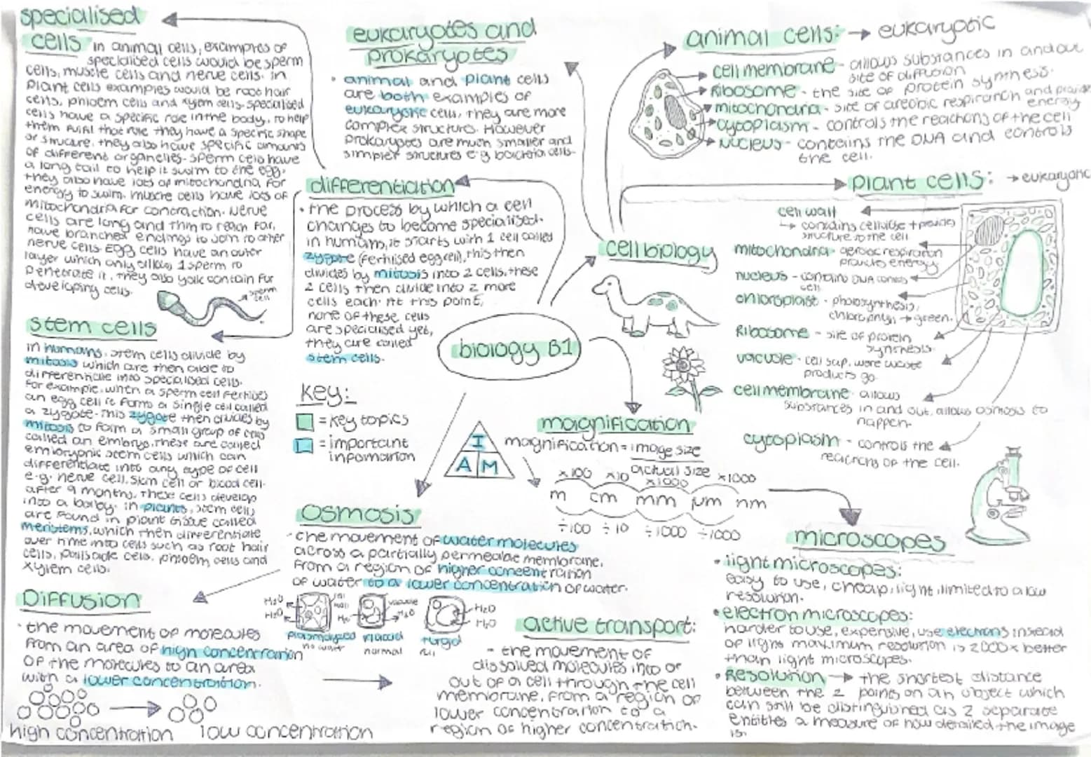 specialised
cells in animal cells, examples of
specialised cells would be sperm
cens, muscle cells and nerve cells. in
Plant cells examples 