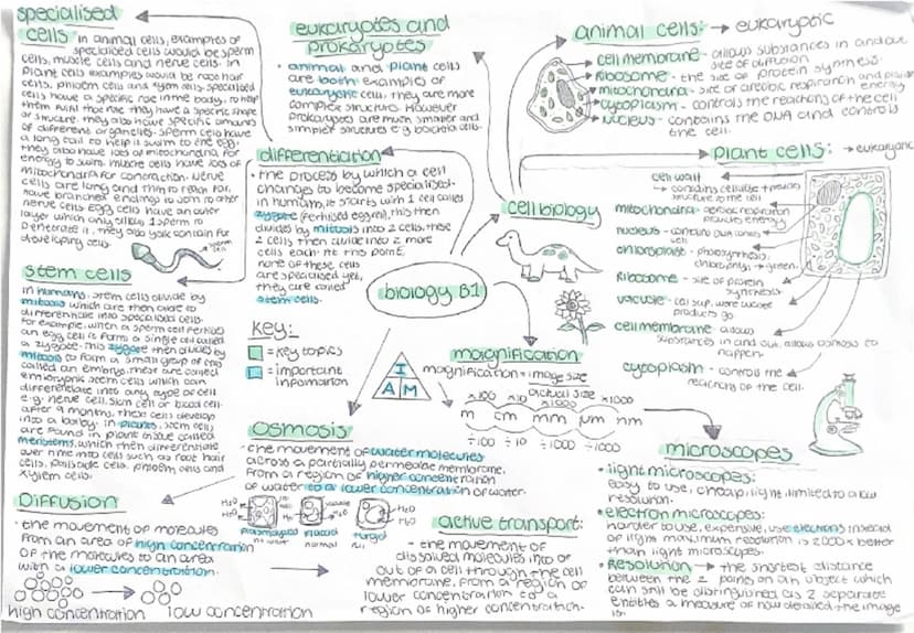 specialised
cells in animal cells, examples of
specialised cells would be sperm
cens, muscle cells and nerve cells. in
Plant cells examples 