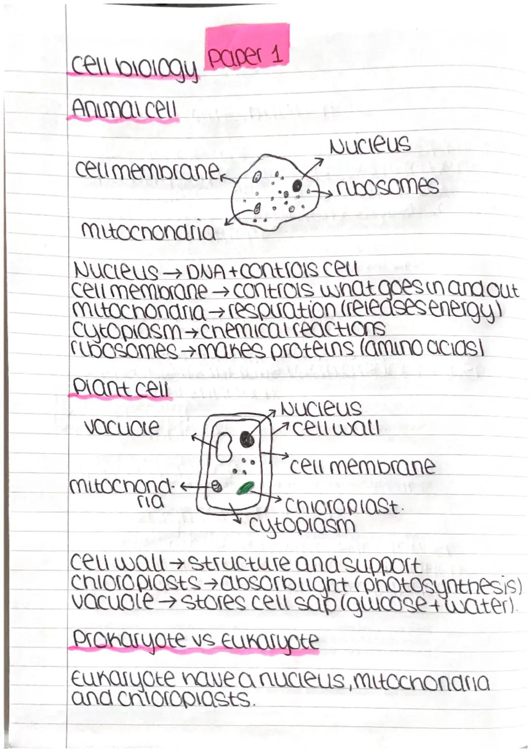 cell biology Paper 1

Anumai cell

Nucieus
cell membrane,
0
rubosomes
mitochondria

NUCIEUS DNA+controls celu
cell membrane controls what go