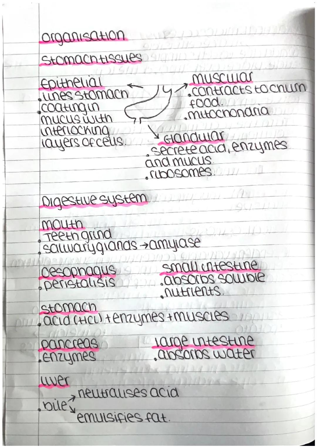 cell biology Paper 1

Anumai cell

Nucieus
cell membrane,
0
rubosomes
mitochondria

NUCIEUS DNA+controls celu
cell membrane controls what go