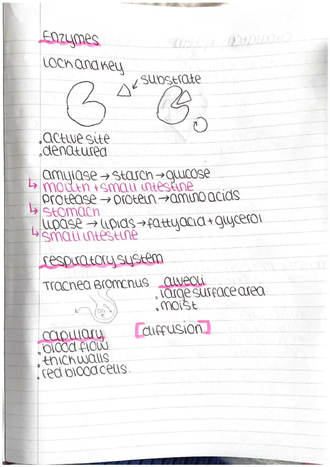 cell biology Paper 1

Anumai cell

Nucieus
cell membrane,
0
rubosomes
mitochondria

NUCIEUS DNA+controls celu
cell membrane controls what go