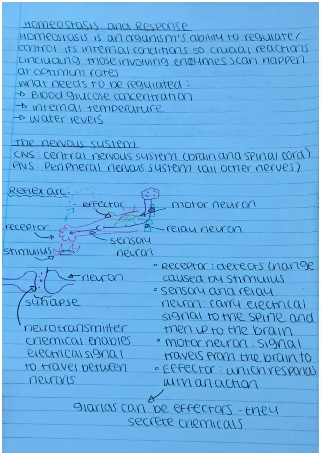 AQA Biology Paper 2: Homeostasis and Response