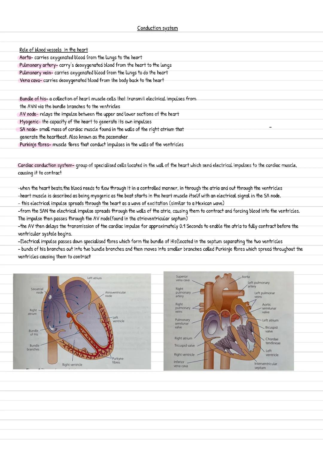 Conduction system- A Level PE AQA