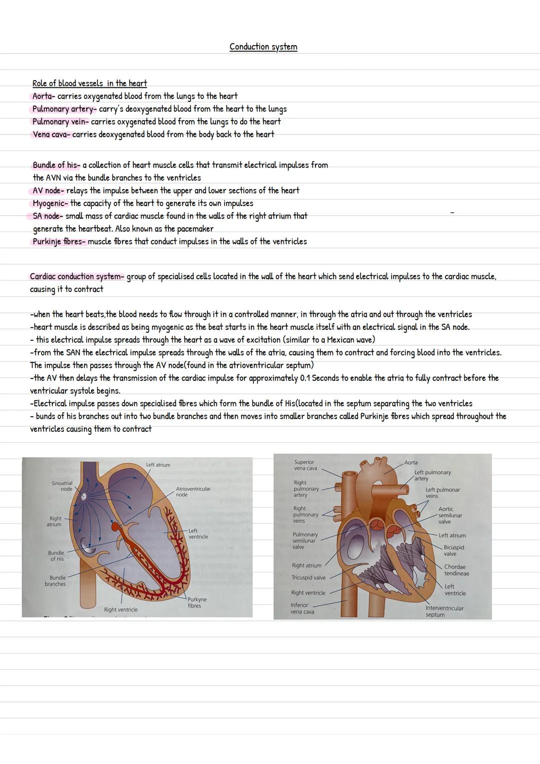 Role of blood vessels in the heart
Aorta-carries oxygenated blood from the lungs to the heart
Pulmonary artery- carry's deoxygenated blood f