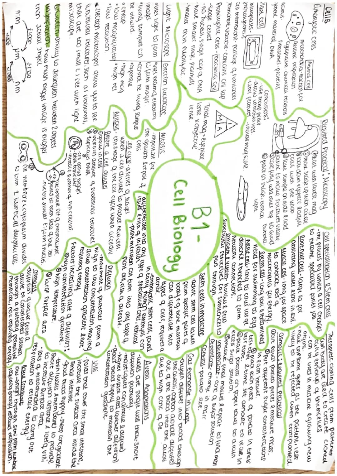 Cells
Eukaryotic cells
Nucleus.
Animal cell
mitochondria-reaction for
aerobic respiration
Cytoplasm-chemical reactions
riposomes proteins
Je