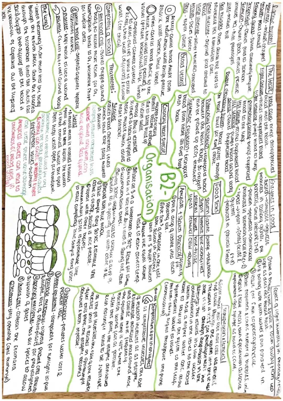 Cells
Eukaryotic cells
Nucleus.
Animal cell
mitochondria-reaction for
aerobic respiration
Cytoplasm-chemical reactions
riposomes proteins
Je