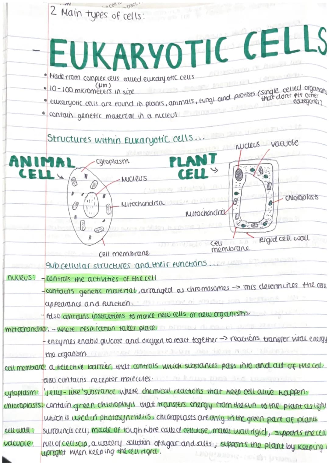 2 Main types of cells:
cell
tract
EUKARYOTIC CELLS
Nade from complex cells called eukary ofic cells.
(UM)
•10-100 micrometers in size
• euka
