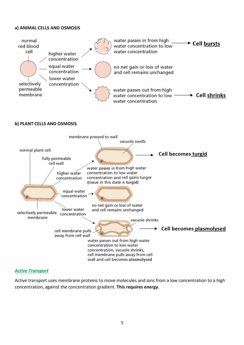LAS
optimum
sequi
National 5 Biology
Unit 1 - Cell Biology
Summary Notes
1 KA1 - Cell Structure
All living things are made from cells. There