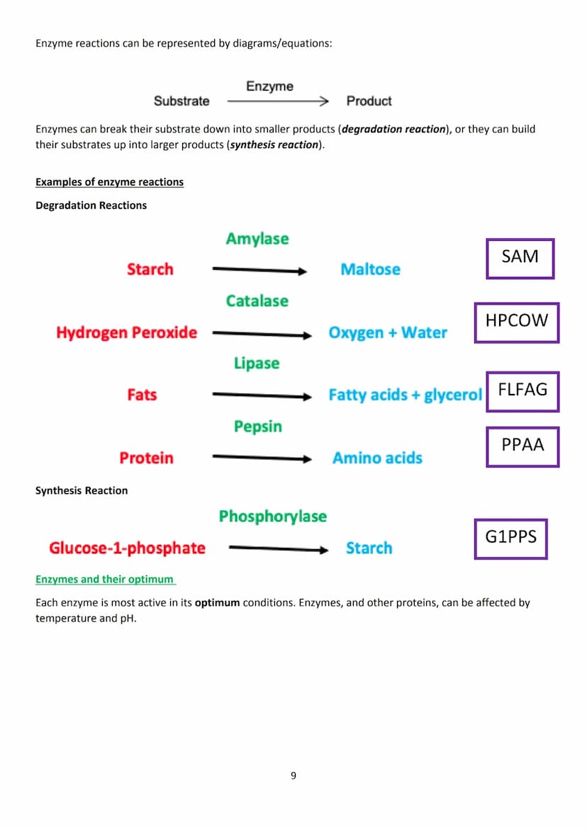 LAS
optimum
sequi
National 5 Biology
Unit 1 - Cell Biology
Summary Notes
1 KA1 - Cell Structure
All living things are made from cells. There