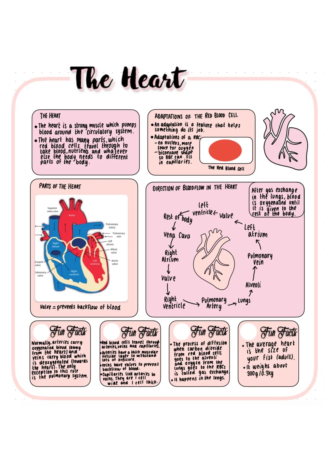 THE HEART
•The heart is a strong muscle which pumps
blood around the circulatory system.
The heart has many parts, which
red blood cells tra
