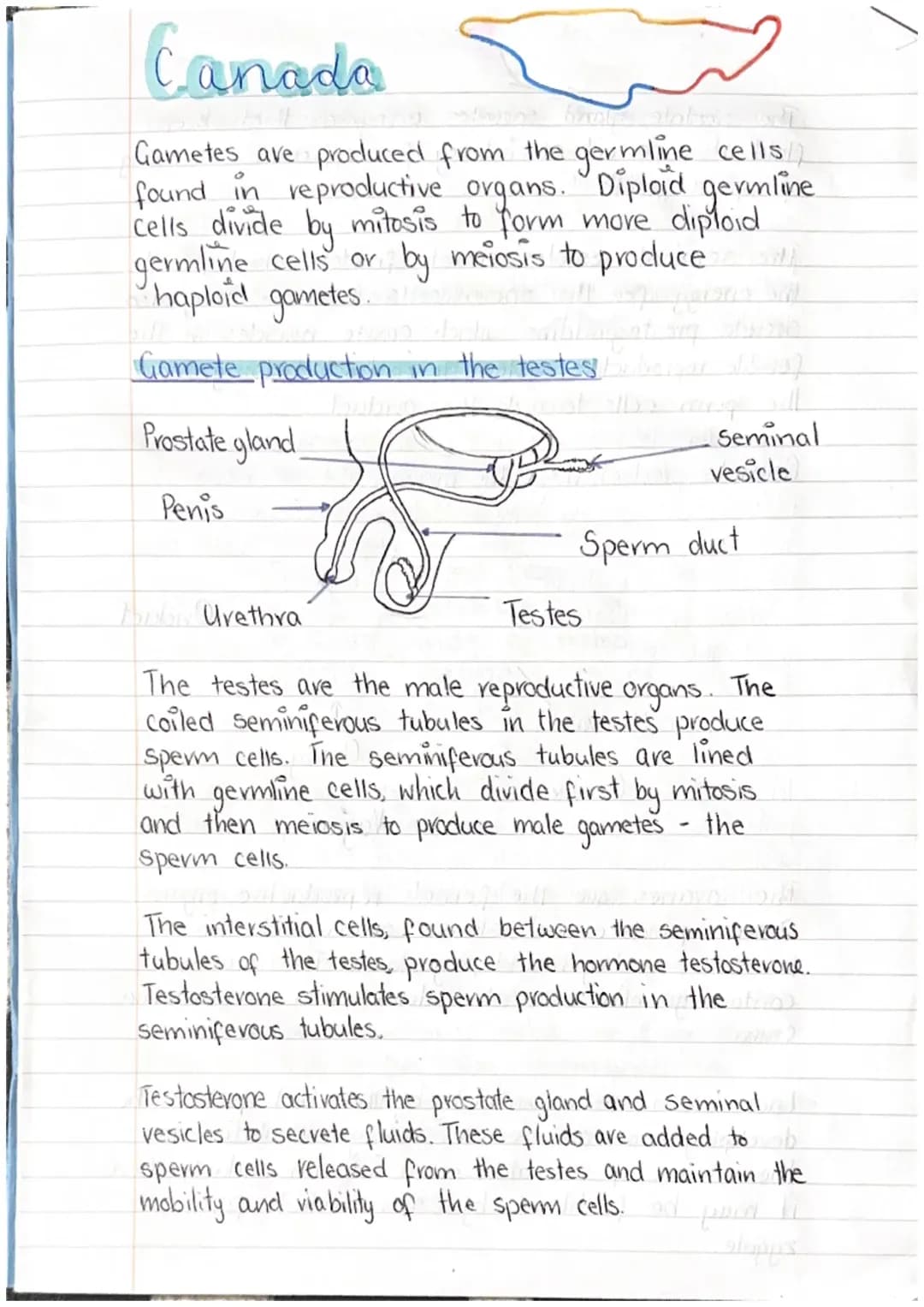 Higher Human Biology: Gamete Production & Puberty Explained