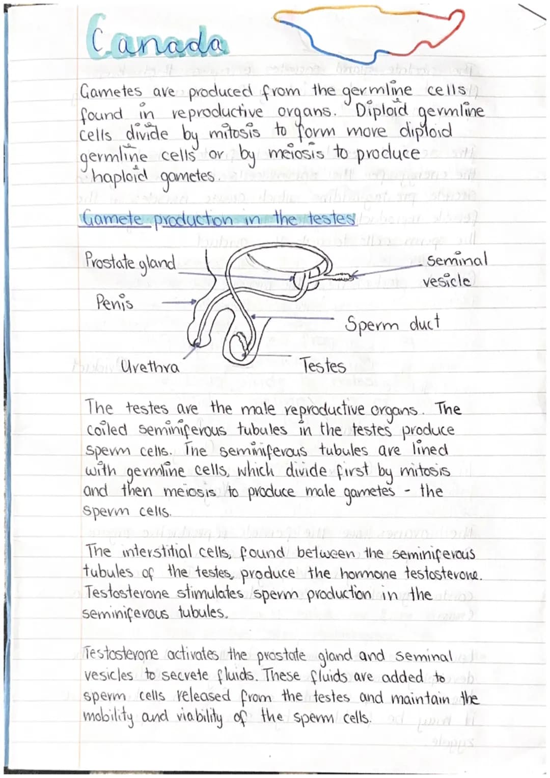 Canada
Gametes are produced from the germline cells/
found in reproductive organs. Diploid germline
cells divide by mitosis to form more dip