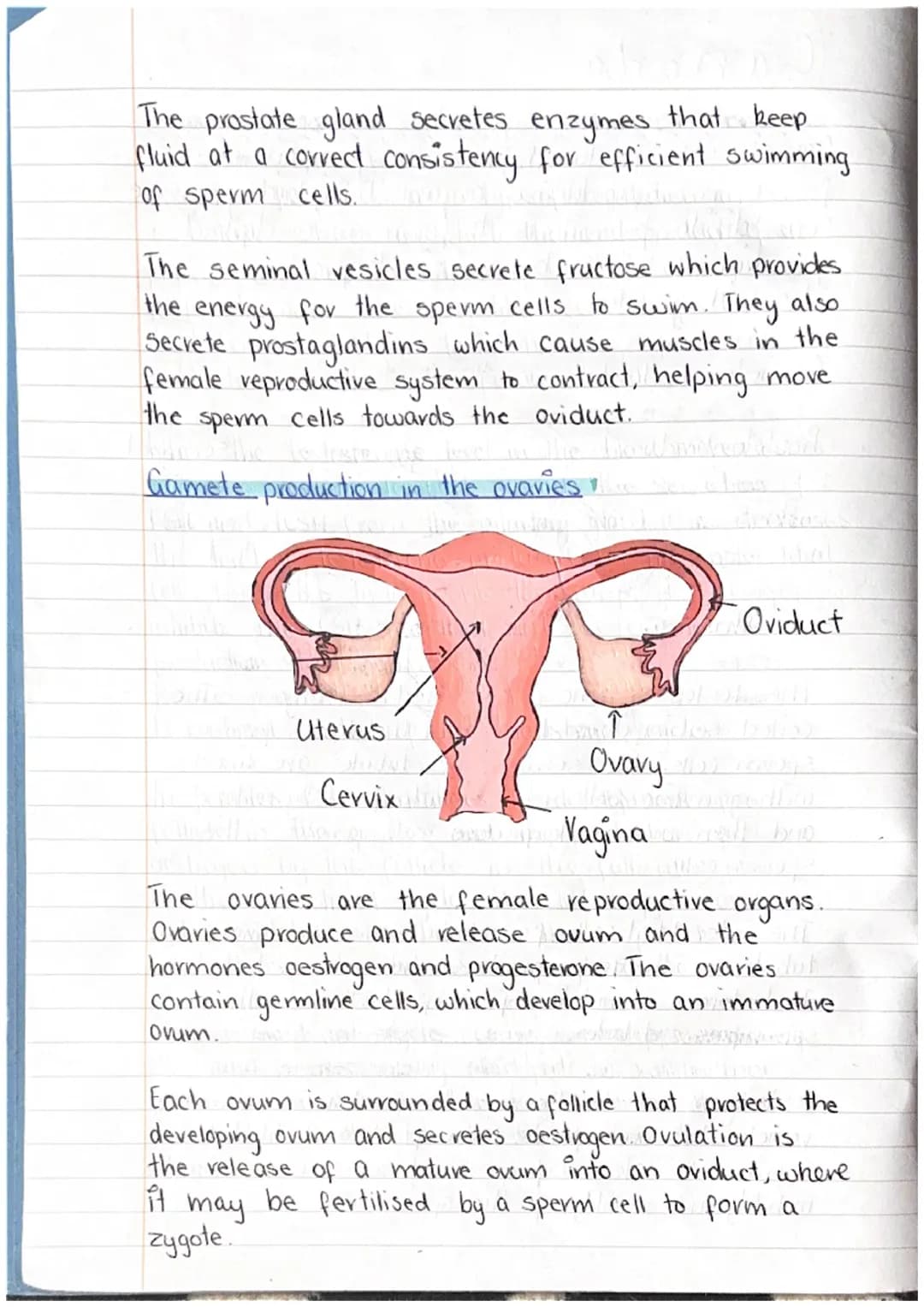 Canada
Gametes are produced from the germline cells/
found in reproductive organs. Diploid germline
cells divide by mitosis to form more dip