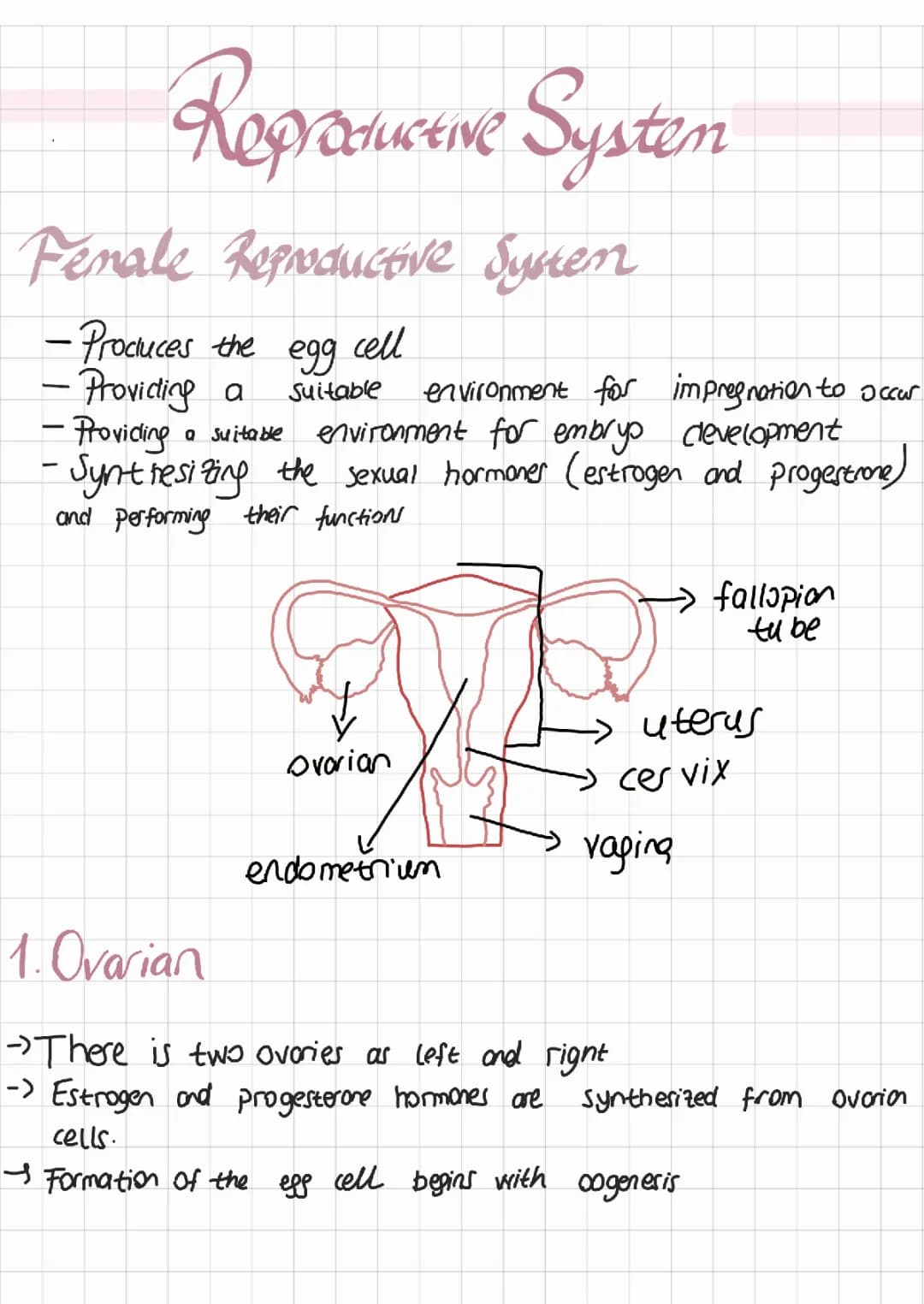 Understanding the Female Reproductive System: Parts, Functions, and Diagrams for Kids