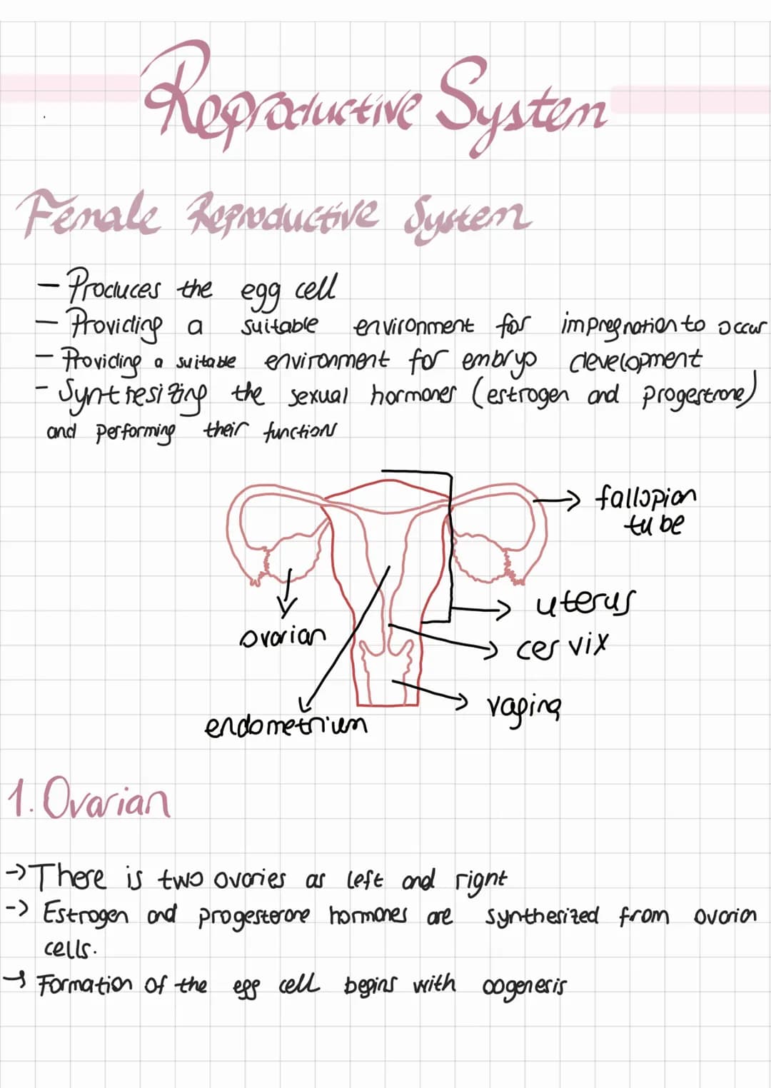 Reproductive Systen
Fenale Reproductive Synen
- Produces the egg cell
• Providing a
-
Suitable
environment for
impregnation to occur
- Provi