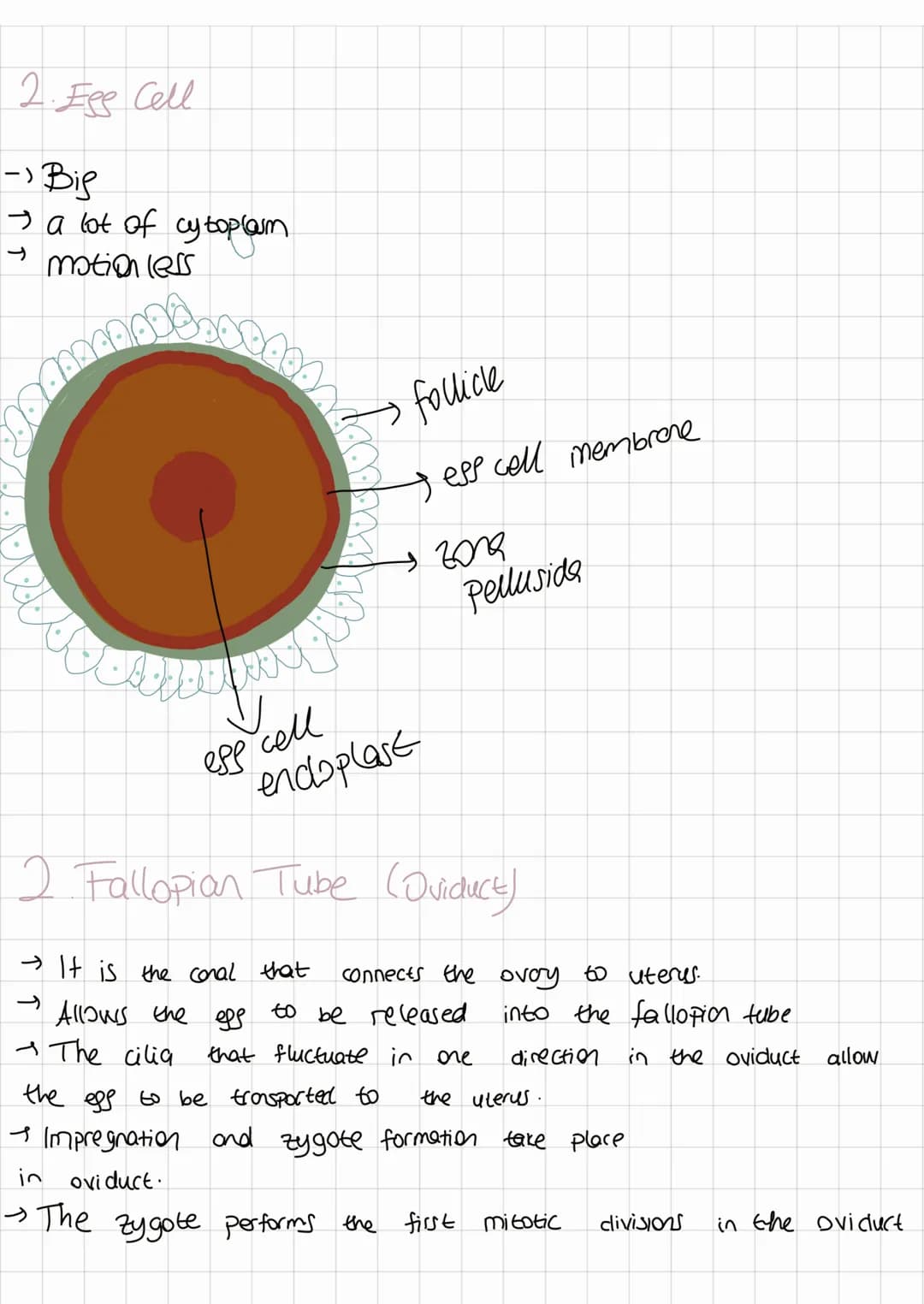 Reproductive Systen
Fenale Reproductive Synen
- Produces the egg cell
• Providing a
-
Suitable
environment for
impregnation to occur
- Provi