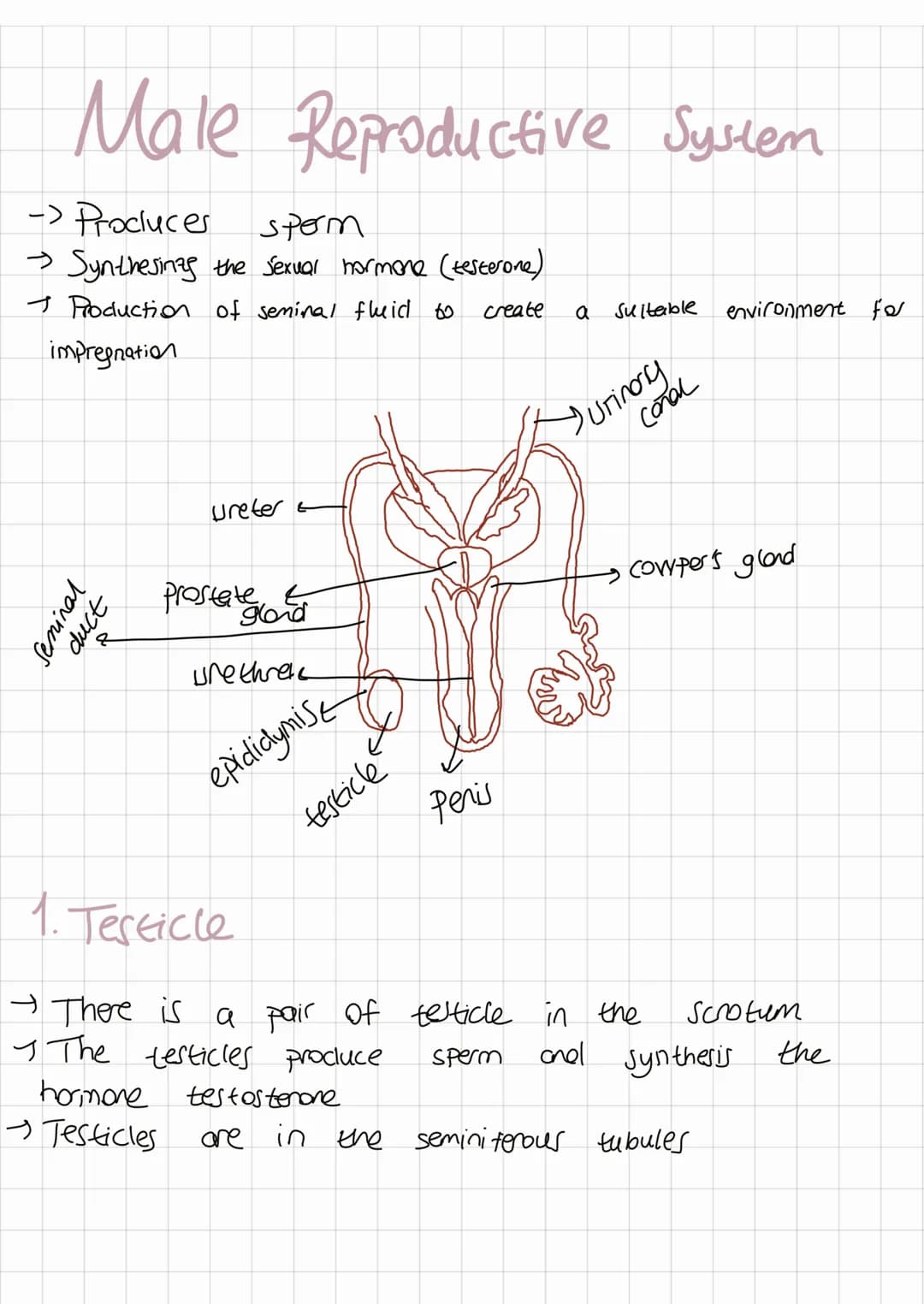 Reproductive Systen
Fenale Reproductive Synen
- Produces the egg cell
• Providing a
-
Suitable
environment for
impregnation to occur
- Provi