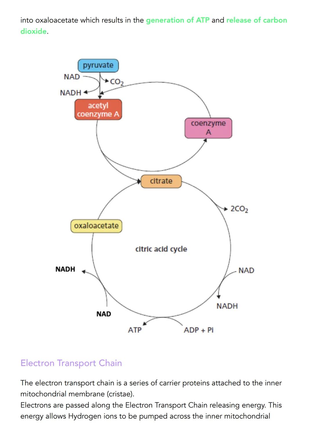 2.2 Cellular Respiration
Definitions
Cellular respiration is a series of enzyme controlled reactions in which a
respiration substrate such a