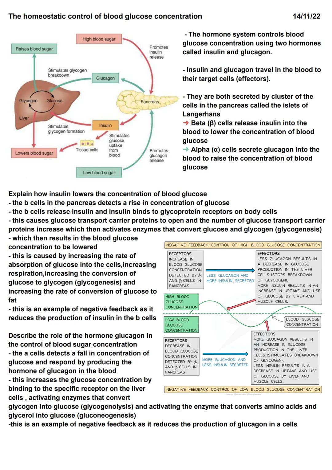 Homeostasis
Principle of homeostasis
Homeostasis is maintaining a constant internal environment
Homeostasis ensures that the cells of the bo