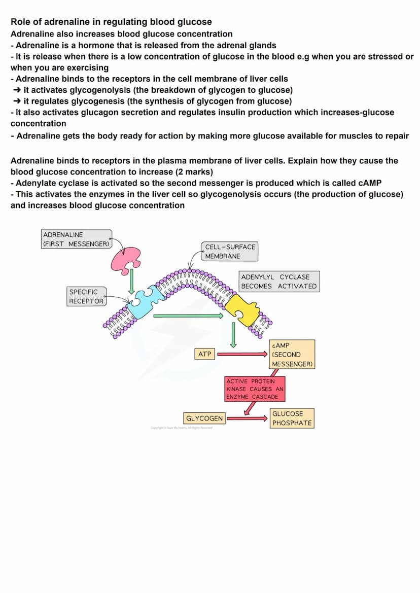 Homeostasis
Principle of homeostasis
Homeostasis is maintaining a constant internal environment
Homeostasis ensures that the cells of the bo