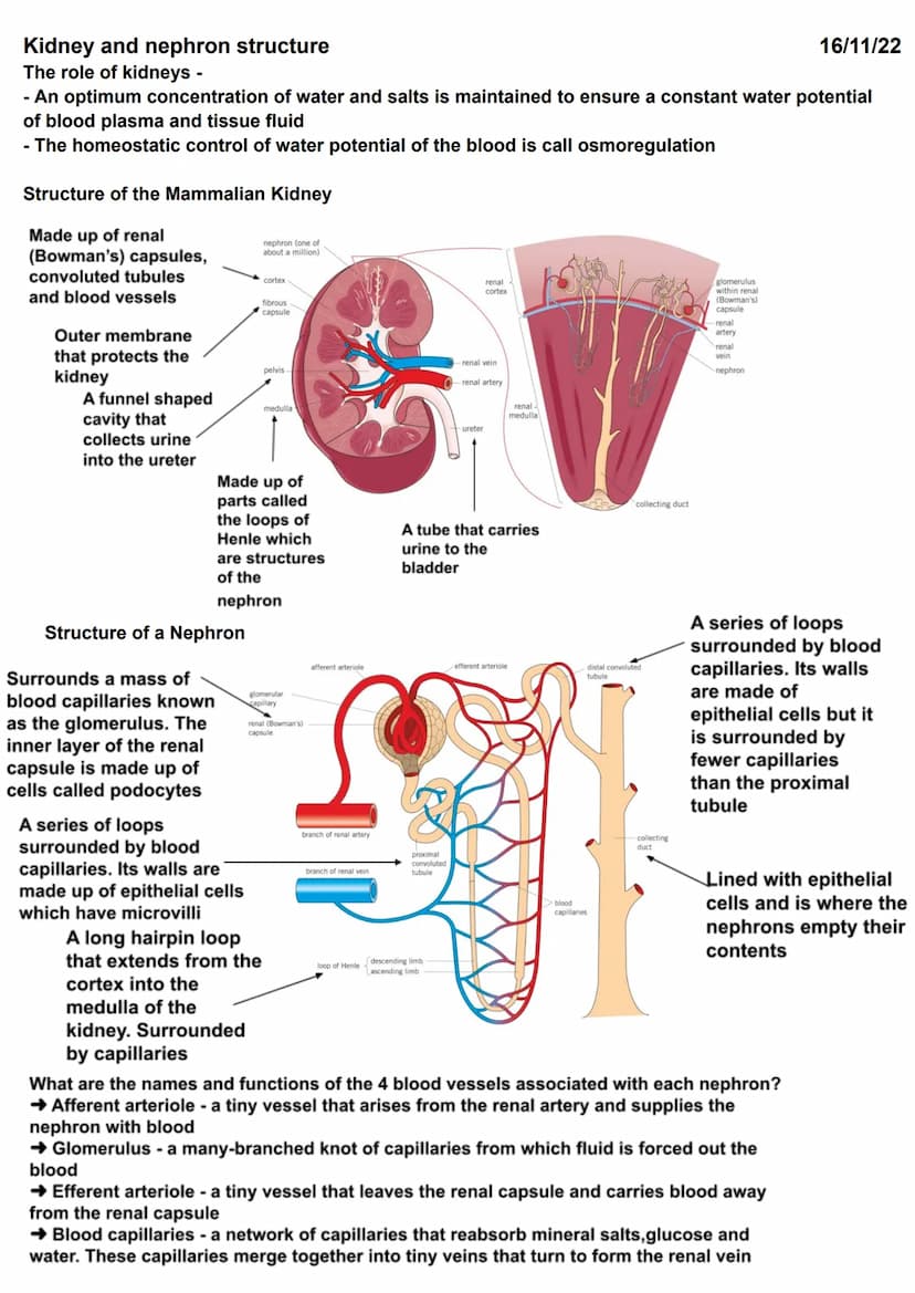 Homeostasis
Principle of homeostasis
Homeostasis is maintaining a constant internal environment
Homeostasis ensures that the cells of the bo