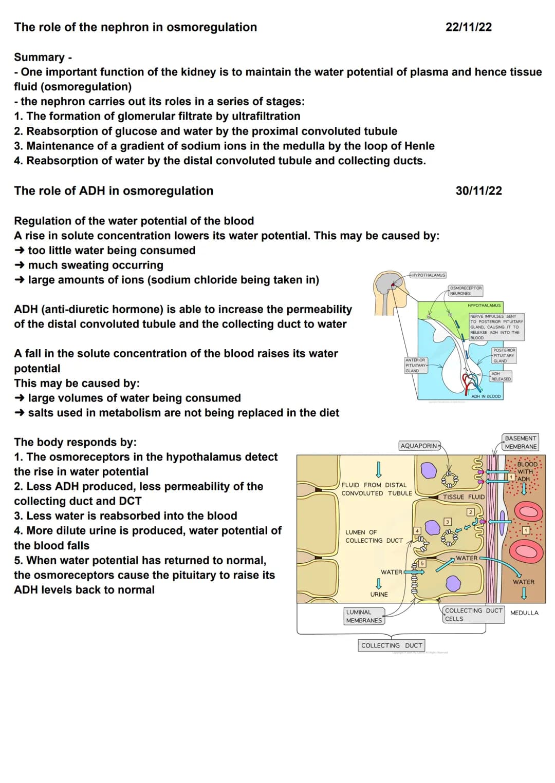 Homeostasis
Principle of homeostasis
Homeostasis is maintaining a constant internal environment
Homeostasis ensures that the cells of the bo