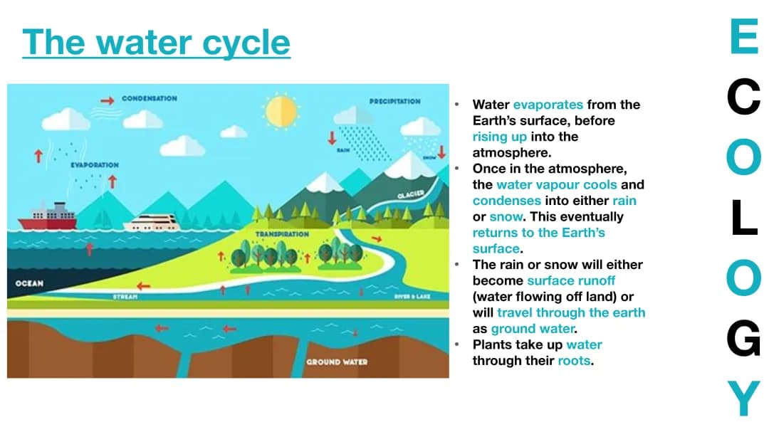 the water cycle 
