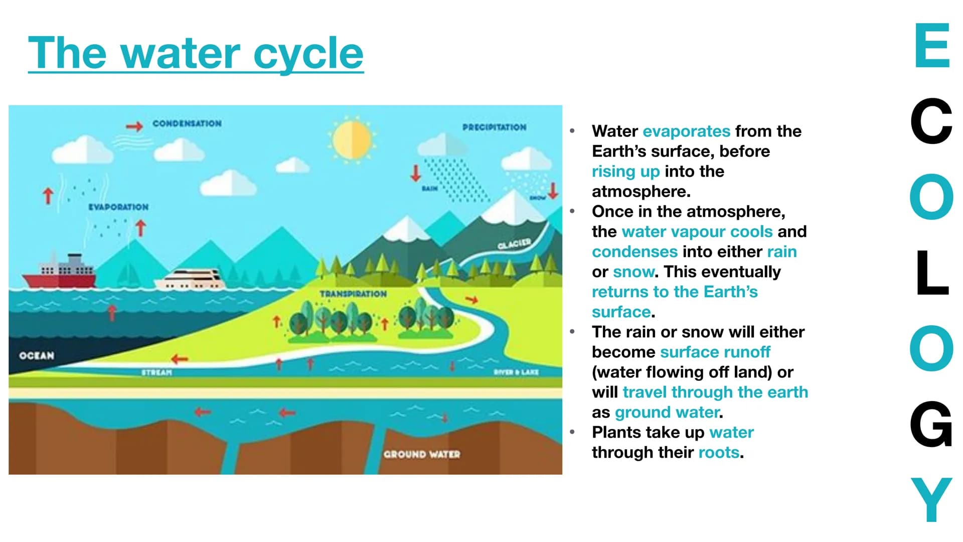 The water cycle
↑
OCEAN
EVAPORATION
CONDENSATION
STREAM
1.
TRANSPIRATION
GROUND WATER
PRECIPITATION
CLACIER
BIVER & LAKE
●
Water evaporates 